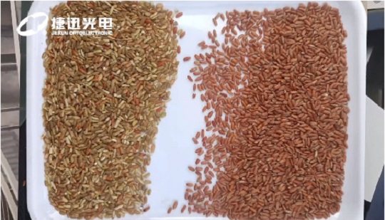 Việc phân loại chất lượng " gạo lứt đỏ " sẽ mang lại những giá trị gì?
