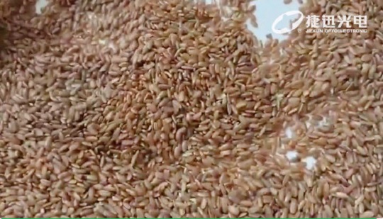 Phân loại gạo không đánh bóng: Không chỉ phân loại gạo không đánh bóng màu đỏ
