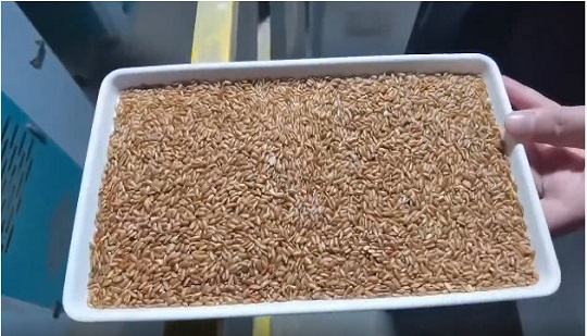 Phương án tuyển chọn gạo nếp, gạo lứt ở “quận sản xuất gạo nếp đầu tiên của Trung Quốc” có gì mới?